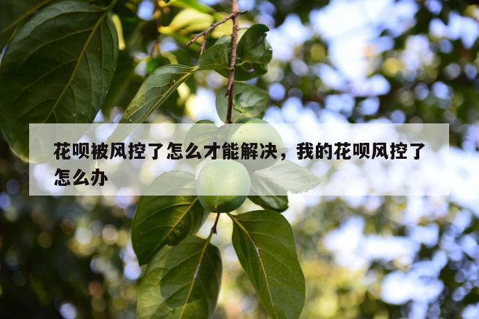 花呗被风控了怎么才能解决，我的花呗风控了怎么办 第1张