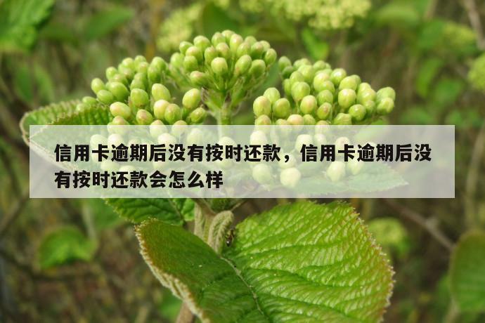 信用卡逾期后没有按时还款，信用卡逾期后没有按时还款会怎么样 第1张