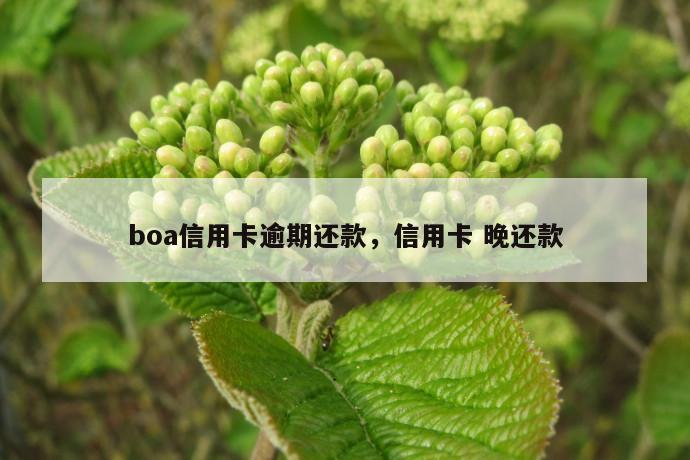 boa信用卡逾期还款，信用卡 晚还款 第1张