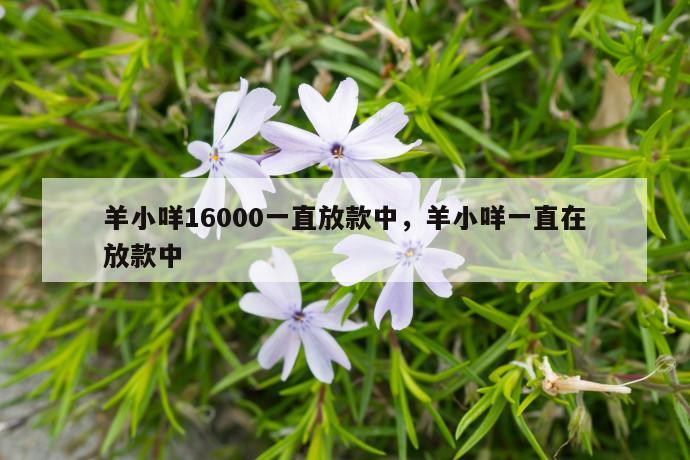 羊小咩16000一直放款中，羊小咩一直在放款中 第1张