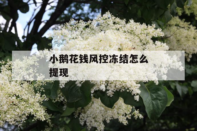 小鹅花钱风控冻结怎么提现 第1张