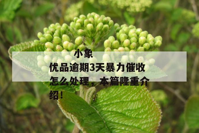 
  小象优品逾期3天暴力催收怎么处理，本篇隆重介绍！
 第1张