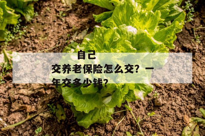 
  自己交养老保险怎么交？一年交多少钱？
 第1张